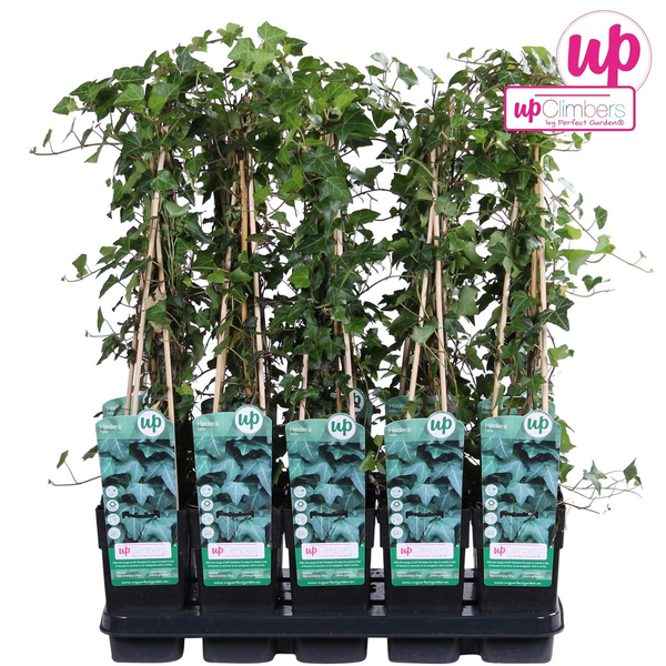 Efeu – Hedera helix – ↕ 65 cm – Ø 15 cm