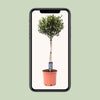 Olivenbaum – Olea europaea – ↕ 100 cm – Ø 22 cm