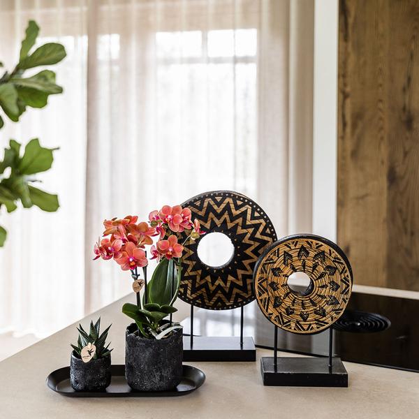 Nachtfalterorchidee - Phalaenopsis - ↕ ca. 35 cm - Ø 9 cm | 2er-Set Home Hub Small auf schwarzem Tablett