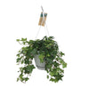 Efeu - Hedera Helix Groen - ↕ 17 cm - Ø 17 cm | Hängetopf Wit / Basic