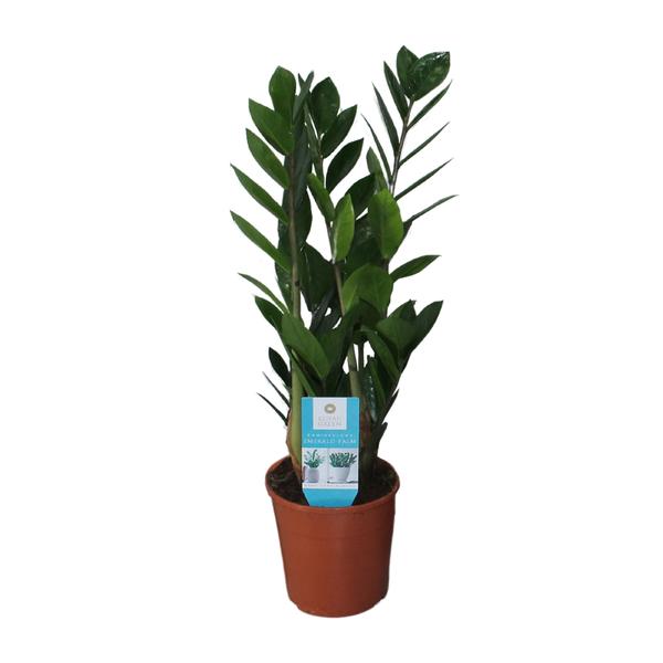 Glücksfeder - Zamioculcas Zamiifolia - ↕ 55 cm - Ø 14 cm