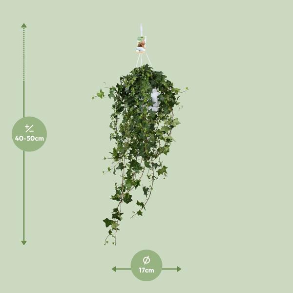 Efeu - Hedera Helix Pitsburg - ↕ 40 - 50 cm - Ø 17 cm