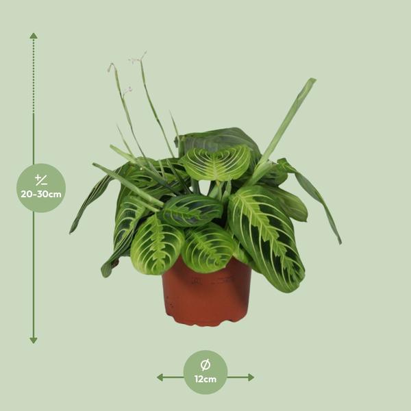 Pfeilwurz – Maranta Leuconeura Fascinator Lemon Lime – ↕ 30 cm – Ø 12 cm