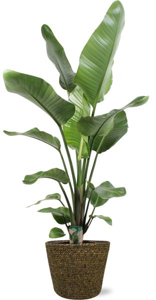 Strelitzia Nicolai – ↕ 100 cm – Ø 21 cm | Selin Übertopf Schwarz – ↕ 19 cm – Ø 22 cm