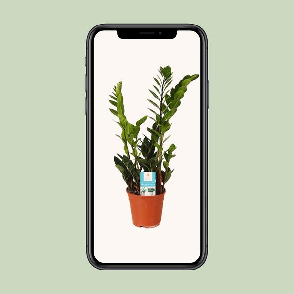 Glücksfeder - Zamioculcas Zamiifolia - ↕ 45 cm - Ø 14 cm