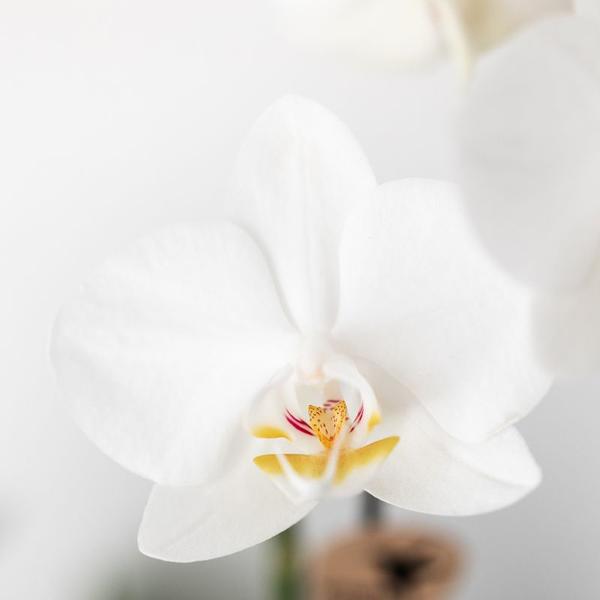 Nachtfalterorchidee - ↕ 35 cm - Ø 9 cm | 2er-Set Home Hub grau klein mit kupferfarbenen Deko-Töpfen & schwarzem Tablett