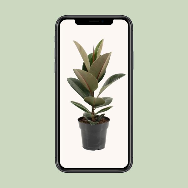 Gummibaum - Ficus Elastica Robusta - ↕ 55 cm - Ø 17 cm