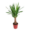 Palmlilie - Yucca Maya Tree - ↕ 80 cm - Ø 19 cm