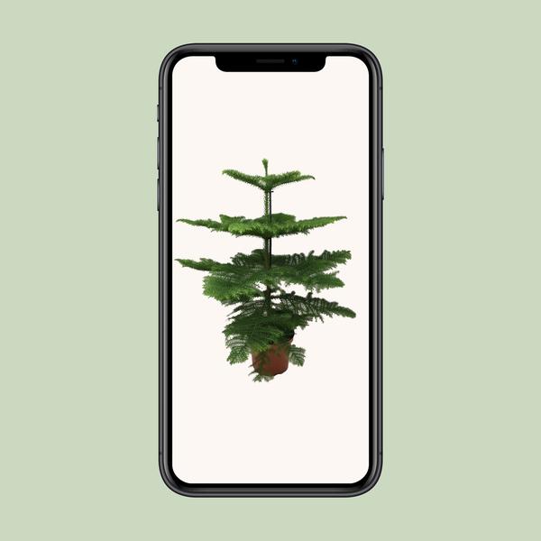 Affenbaum - Araucaria araucana - ↕ 100 cm - ø 21 cm
