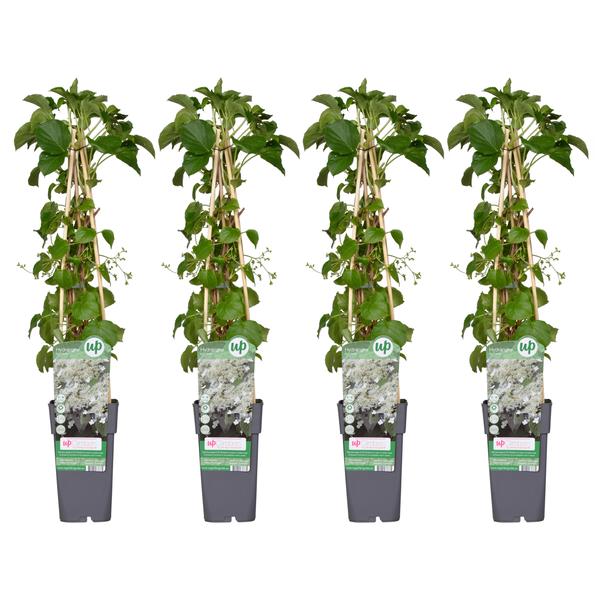 4x Kletterhortensie – Hydrangea petiolaris – ↕ 65 cm – Ø 15 cm