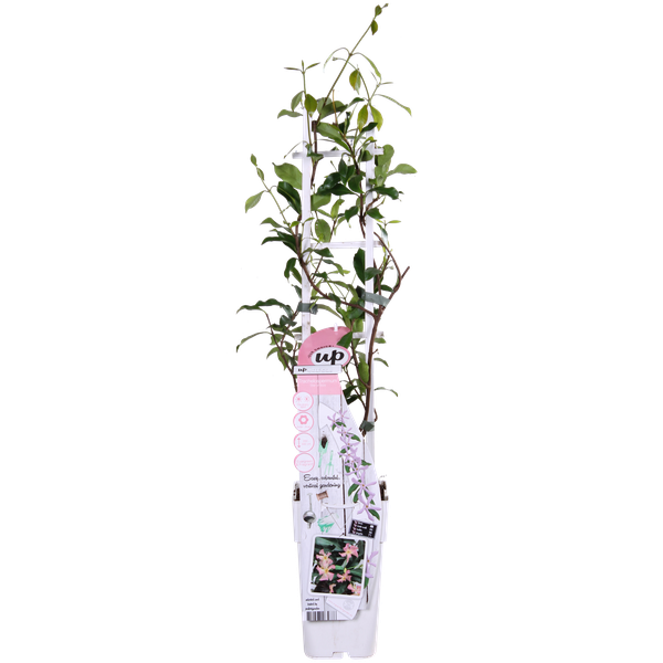 Trachelospermum 'Star of Ibiza' - Toskanischer Jasmin Rosa - Ø15cm - ↕65cm
