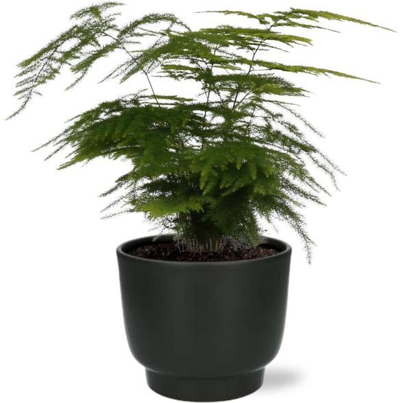 Zierspargel - Asparagus Setaceus - ↕ 35 cm - Ø 12 cm | Übertopf schwarz – ↕ 11 cm – Ø 13 cm