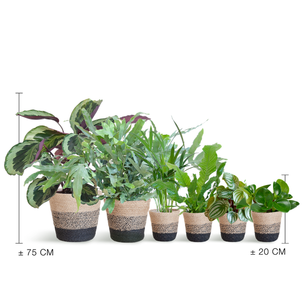6x Haustierfreundliche Zimmerpflanzen - Goldpalme, Krokodilfarn, Blaufarn, Calathea & 2x Peperomia - ↕ 20–60 cm - Ø 12 cm | inkl. Jute-Korb Lissabon & Terima Kasih