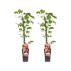 Wilder Wein – Parthenocissus Tricuspidata 'Veitch Boskoop' – 2 Stücke – ↕ 65 cm – Ø 15 cm