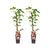 Wilder Wein – Parthenocissus Tricuspidata 'Veitch Boskoop' – 2 Stücke – ↕ 65 cm – Ø 15 cm