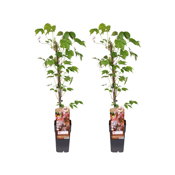 Wilder Wein – Parthenocissus Tricuspidata 'Veitch Boskoop' – 2 Stücke – ↕ 65 cm – Ø 15 cm