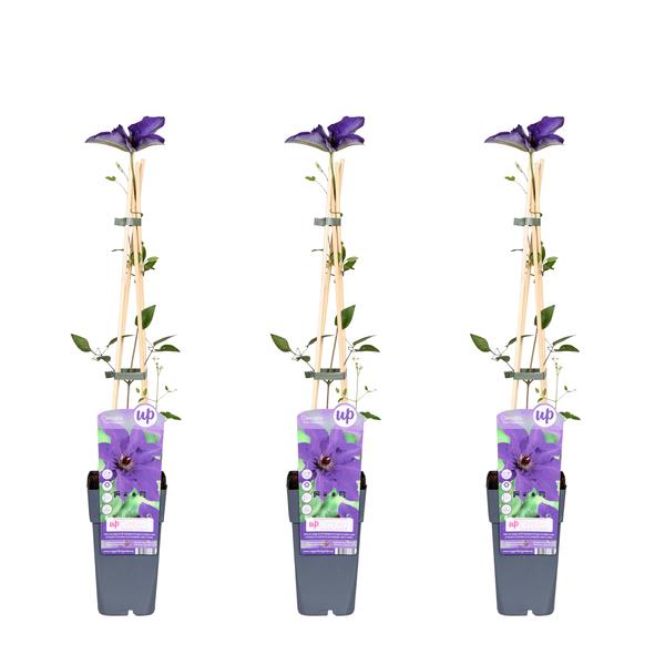 3x Clematis – Clematis 'The President' – ↕ 65 cm – Ø 15 cm