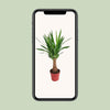 Palmlilie - Yucca Maya Tree - ↕ 80 cm - Ø 19 cm