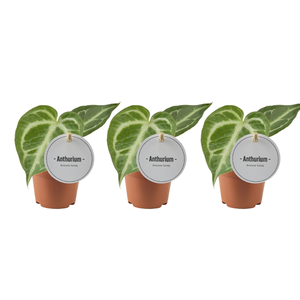 3x Flamingoblume – Anthurium Silver Blush – ↕ 15 cm – Ø 6 cm