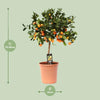 Calamondinorange – Citrus Calamondin – ↕ 80 cm – Ø 22 cm