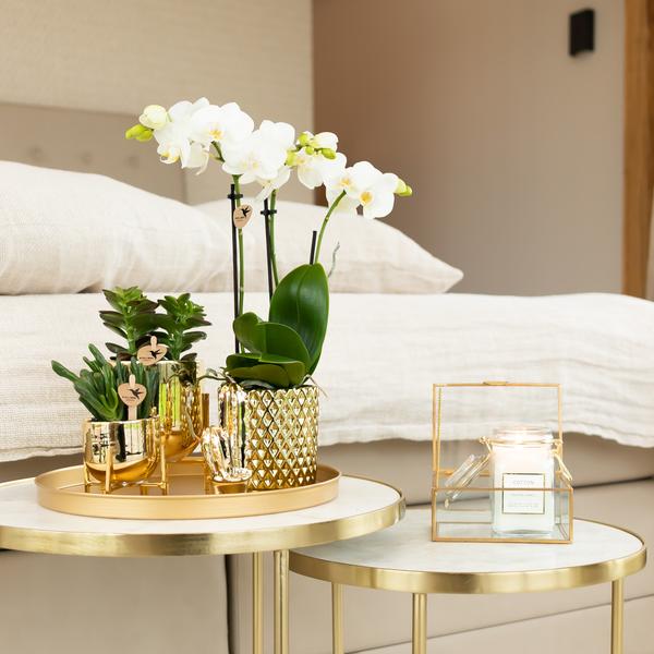 Nachtfalterorchidee weiß – Phalaenopsis Orchidee – Amabilis – ↕ ca. 35–45 cm – Ø 9 cm