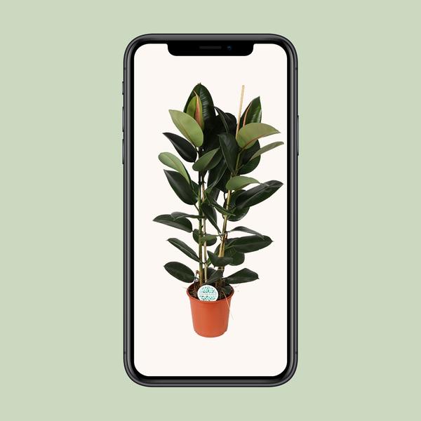 Gummibaum - Ficus Elastica Robusta - ↕ 110 cm - Ø 24 cm