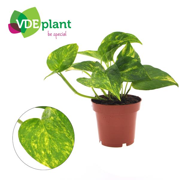 Efeutute Epipremnum Aureum 25 cm kaufen – Pflanzen online kaufen