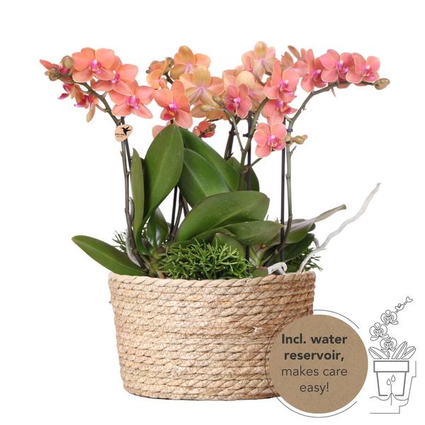 Pflanzenset Orange – 3x Phalaenopsis Bozen orange 9 cm & 3x Rhipsalis – inkl. Schilfkorb mit Wassertank – Dschungelstrauß Orange