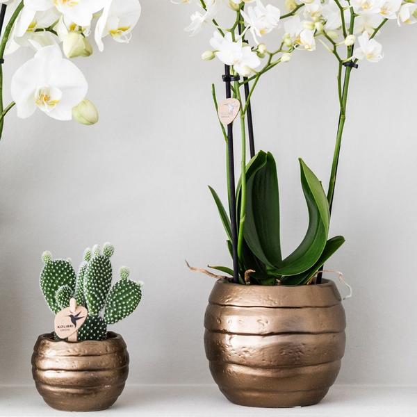 Nachtfalterorchidee - ↕ 35 cm - Ø 9 cm | 2er-Set Home Hub grau klein mit kupferfarbenen Deko-Töpfen & schwarzem Tablett