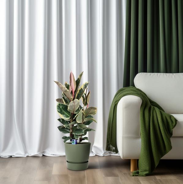 Gummibaum - Ficus Elastica Tineke - ↕ 85 cm - Ø 27 cm