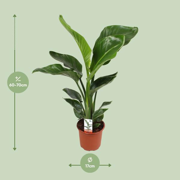 Strelitzia Nicolai - ↕ 70 cm - Ø 17 cm - V2