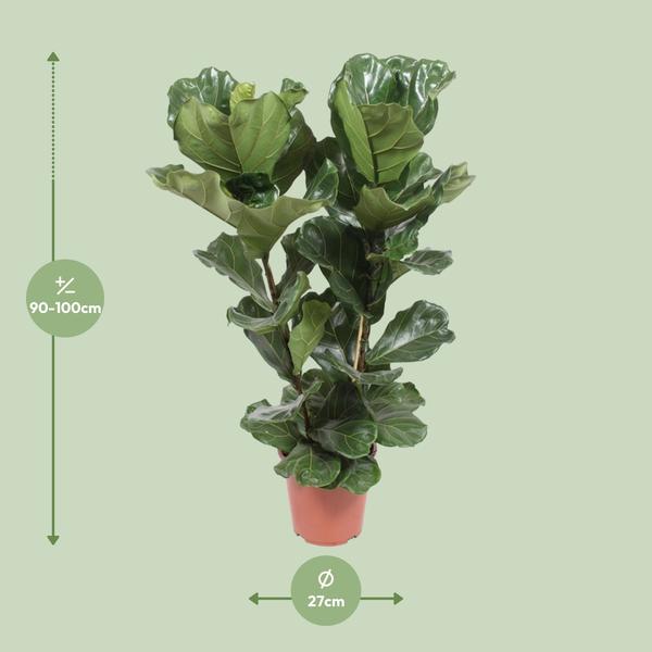 Geigen-Feige - Ficus Lyrata - ↕ 100 cm - Ø 27 cm