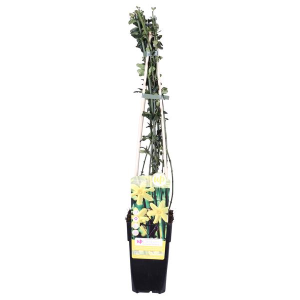 Winterjasmin – Jasminum nudiflorum – ↕ 65 cm – Ø 15 cm