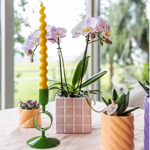 Nachtfalterorchidee - Phalaenopsis Portugal rosa - ↕ 40 cm - Ø 9 cm | Mosa-Ziertopf Rosa