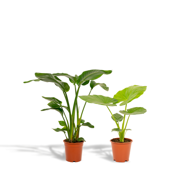 Strelitzia Nicolai - ↕ 85 cm - Ø 19 cm + Alocasia Macrorrhiza - ↕ 70 cm - Ø 19 cm