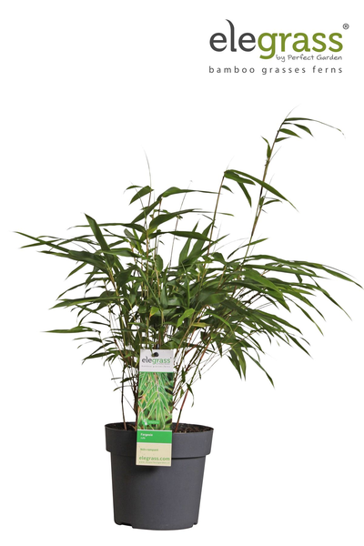 Bambus – Fargesia rufa – ↕ 40 cm – Ø 14 cm