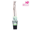 Blauregen – Wisteria floribunda Longissima Alba – ↕ 65 cm – Ø 15 cm
