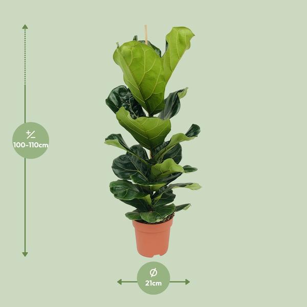 Geigen-Feige - Ficus Lyrata - ↕ 100 cm - Ø 21 cm