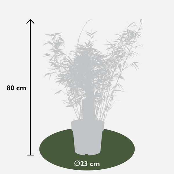 3x Bambus – Fargesia rufa – ↕ 80 cm – Ø 23 cm