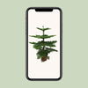 Norfolk-Tanne - Araucaria Heterophylla - ↕ 70 cm - Ø 21 cm