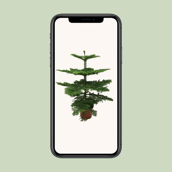 Norfolk-Tanne - Araucaria Heterophylla - ↕ 70 cm - Ø 21 cm
