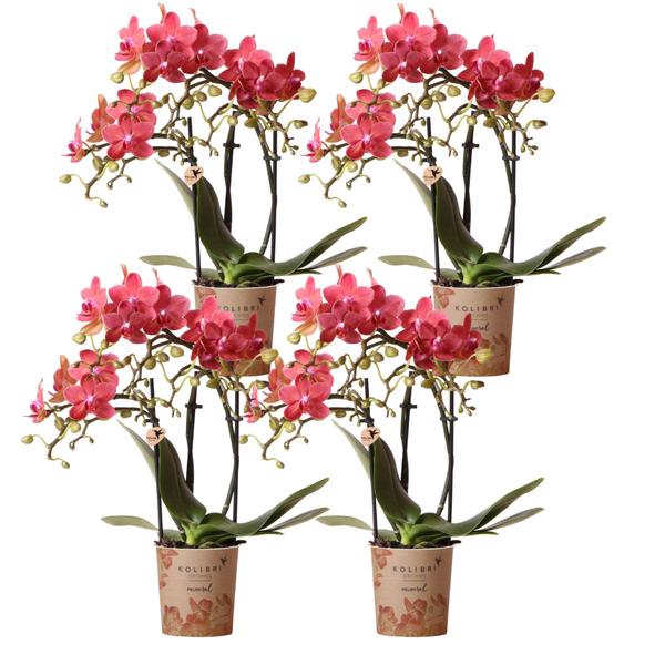 4x Nachtfalterorchidee rot – Phalaenopsis Orchidee – Kongo – Ø 9 cm – COMBI DEAL