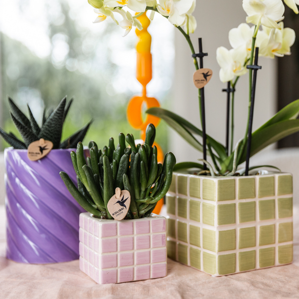 Kolibri Orchids | Gelbe Phalaenopsis Orchidee Mexiko + Mosa Ziertopf Grün - Topfgröße Ø9cm | Blühende Zimmerpflanze - Frisch vom Züchter