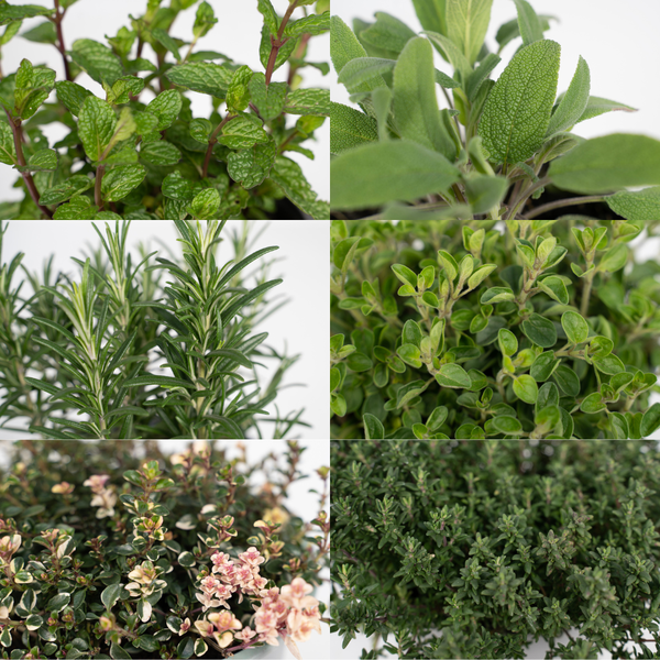 4x Gartenkräutermischung – ↕ 18 cm – Ø 14 cm
