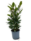 Lorbeer – Laurus nobilis – ↕ 35 cm – Ø 14 cm
