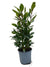 Lorbeer – Laurus nobilis – ↕ 35 cm – Ø 14 cm
