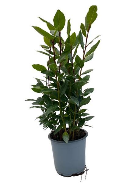 Lorbeer – Laurus nobilis – ↕ 35 cm – Ø 14 cm