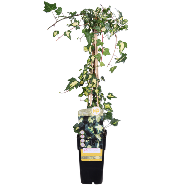 Efeu – Hedera helix Goldheart – ↕ 65 cm – Ø 15 cm