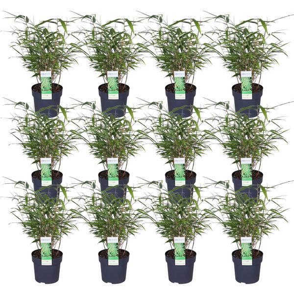 12x Bambus – Fargesia rufa – ↕ 40 cm – Ø 14 cm