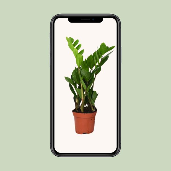 Glücksfeder - Zamioculcas Zamiifolia - ↕ 40 cm - Ø 12 cm